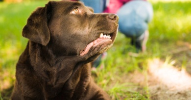 What Dog Bite Victims Should Know About Recovering Full Damages What Dog Bite Victims Should Know About Recovering Full Damages