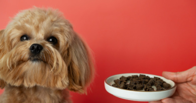 Why the Label on a dog mushroom supplement Rarely Says What You Think Why the Label on a dog mushroom supplement Rarely Says What You Think